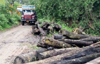 Trees  felled for Yettinahole in blatant violation of SC orders